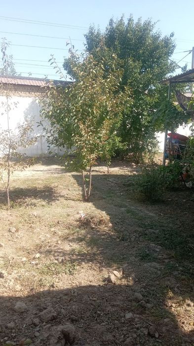 Uy sotilad sirochna xovli