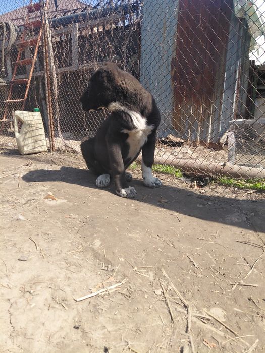 Продам алабая щенка