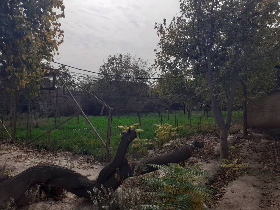 Yer sotiladi 7 yoki 8 sotok (Shurchi shahhri, Paxtakor berk ko’chasi)