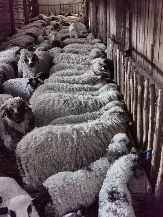 Mieluțe si berbecuți