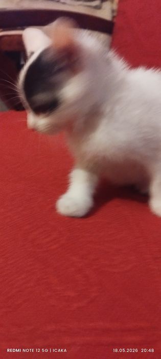 Малки котенца подарявам