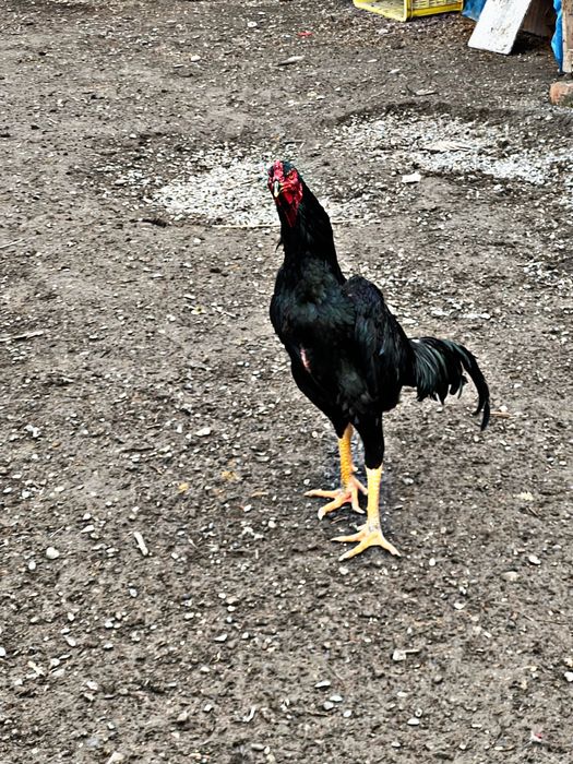 кореа тозаси пихчи