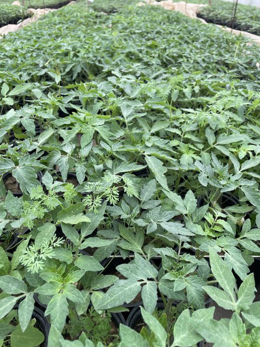 Ранен разсад домати