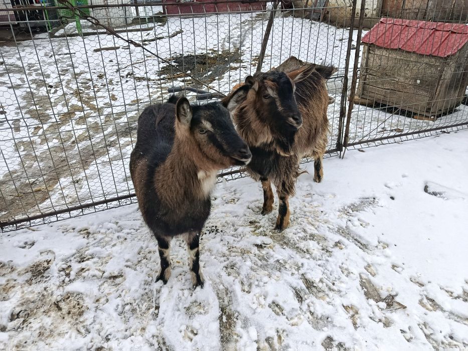 Vând țap și iedița