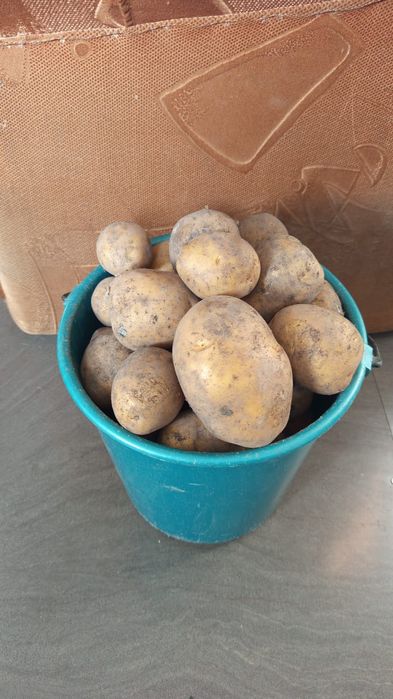 Продам картофель