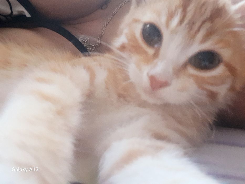 Отдам котёнка в добрые руки