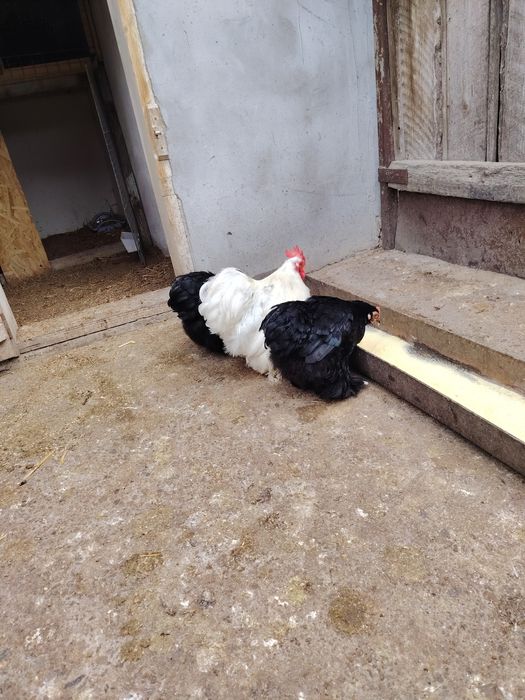 Ouă pentru incubat de cochinchina pitic