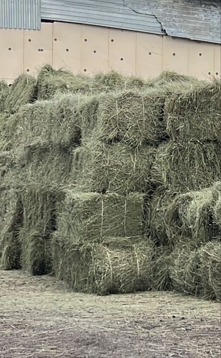 Продам Сено Житняк