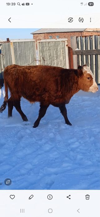 4 бас сиыр,2 жасар бука сатылады