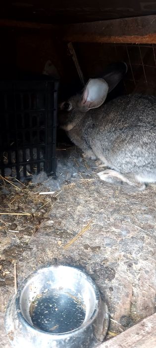 Срочна продам, кроликав