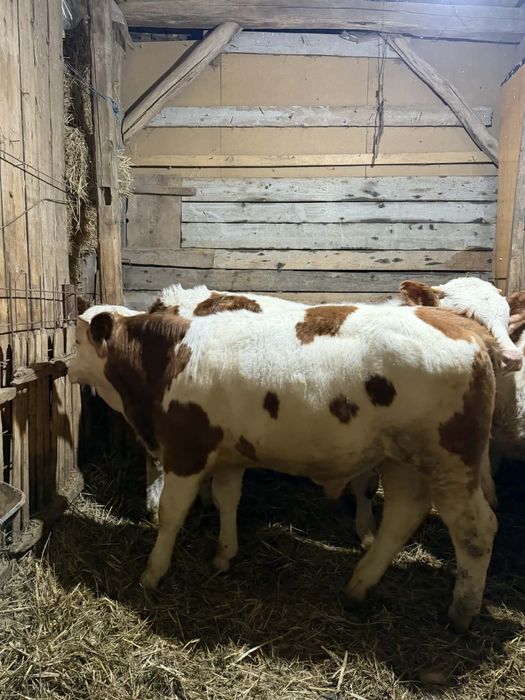 Vând viței bălțați