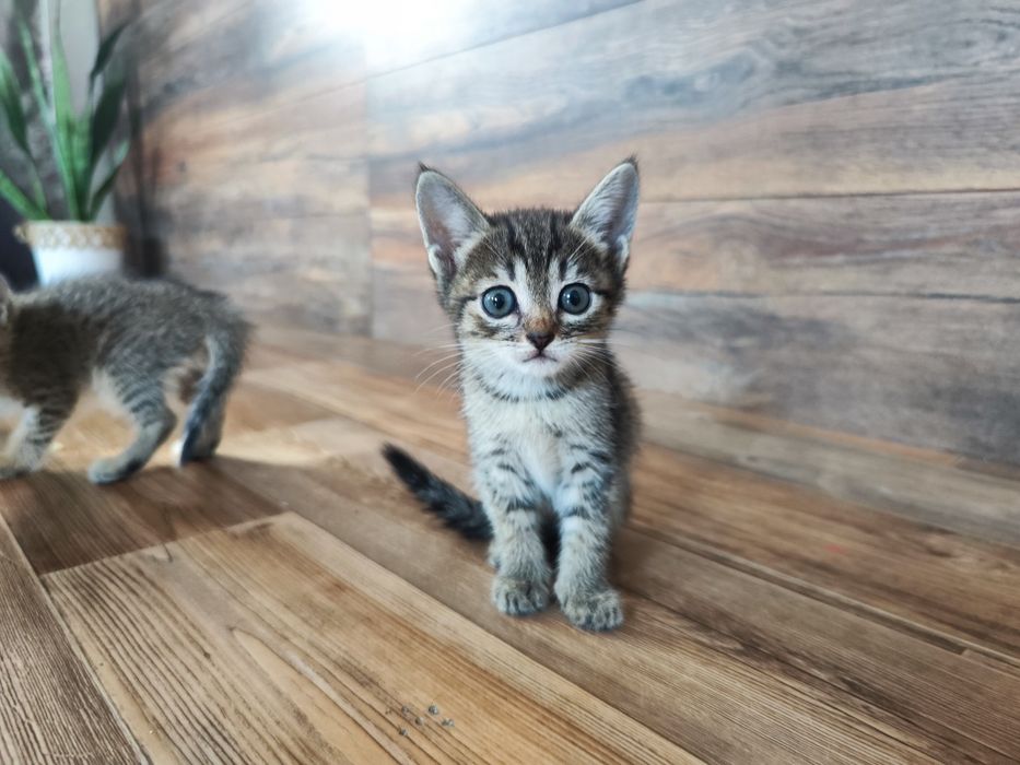 Отдаем кошечку 1,5 месяцев.