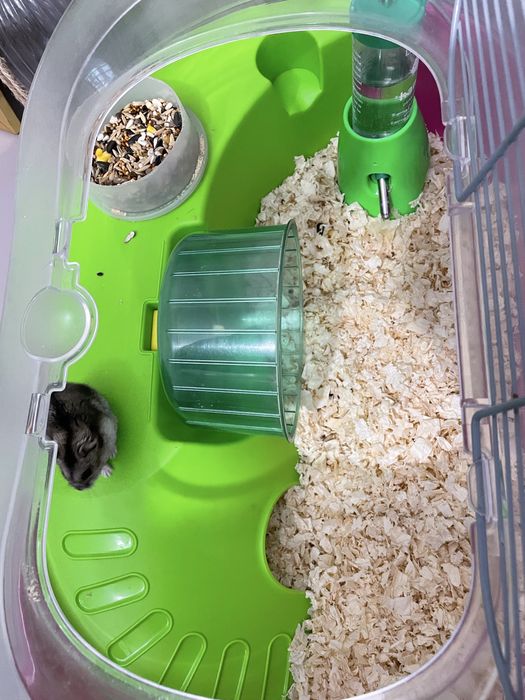 Две клетки и 5 хомяков