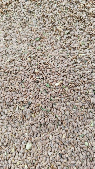 Продам  лён сафлор г.Костанай