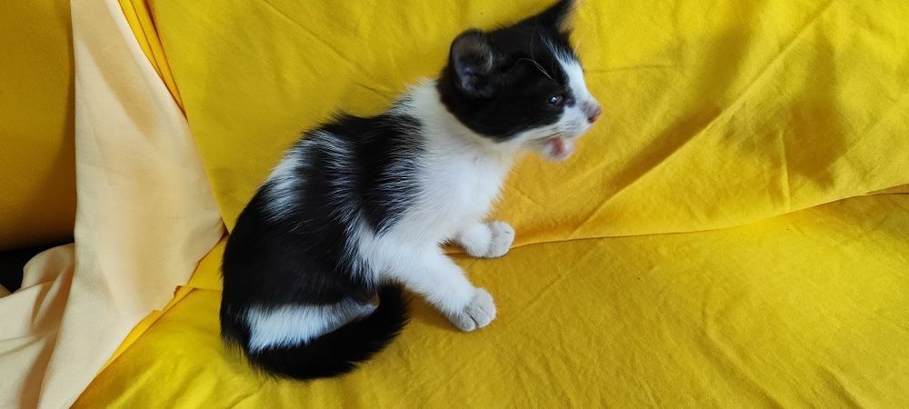 Котята бесплатно
