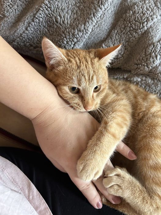 Кот привитый очень ручной