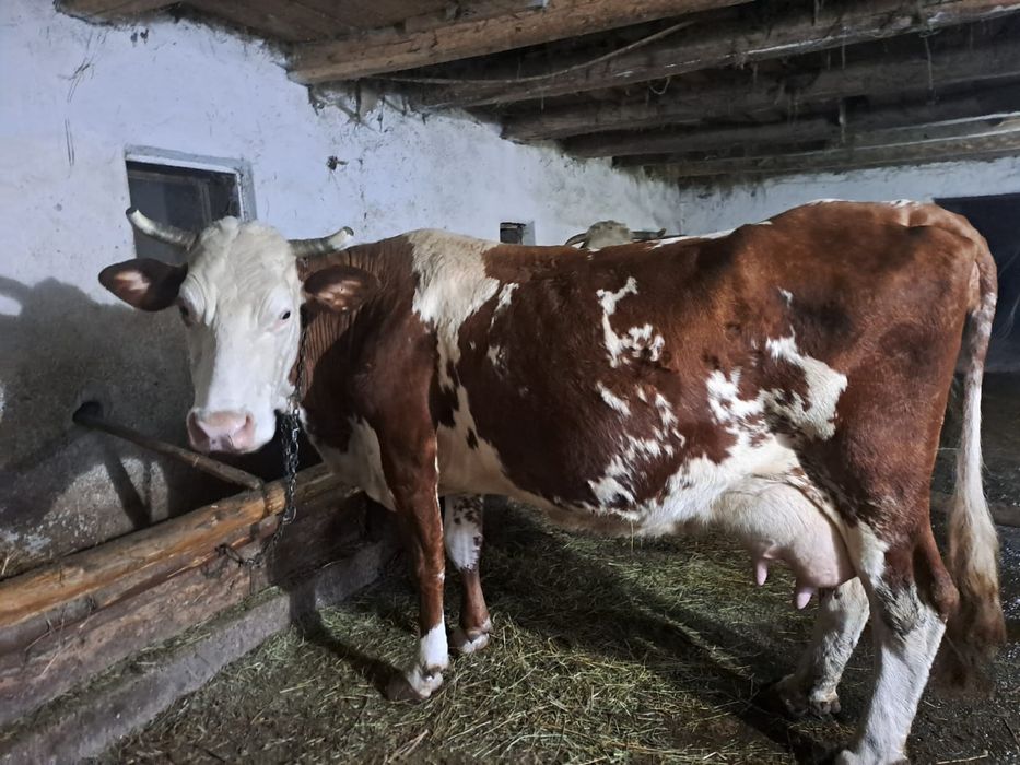 Vând 5 vaci cu lapte