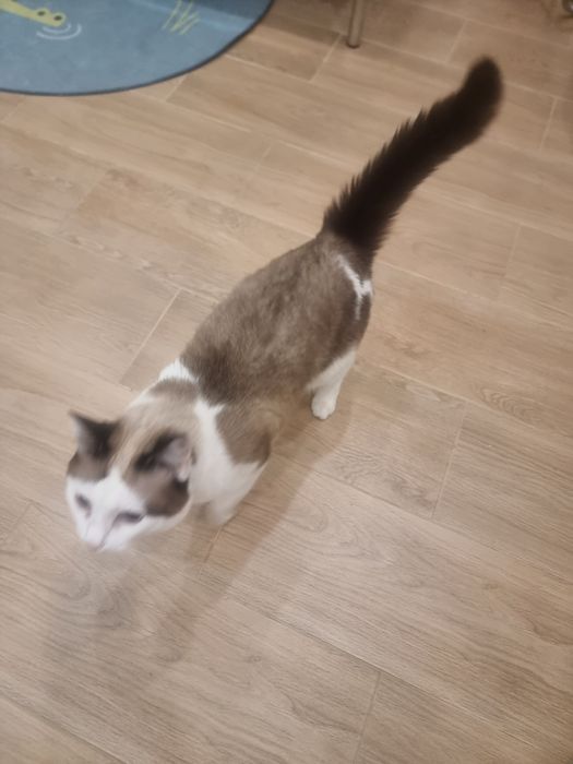 Потеряли кошку по кличке Кэти