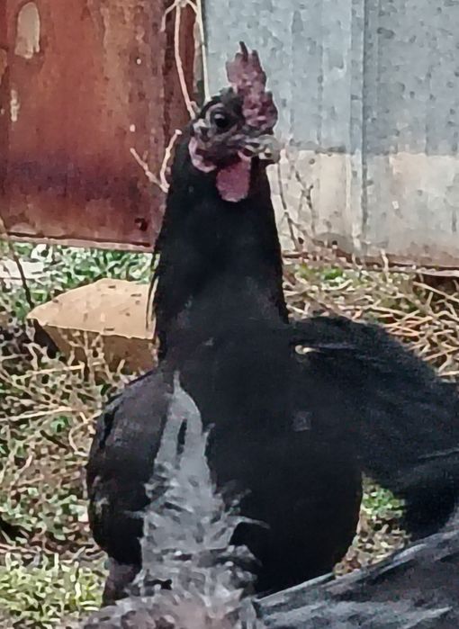 Молодые Петушки СРОЧНО