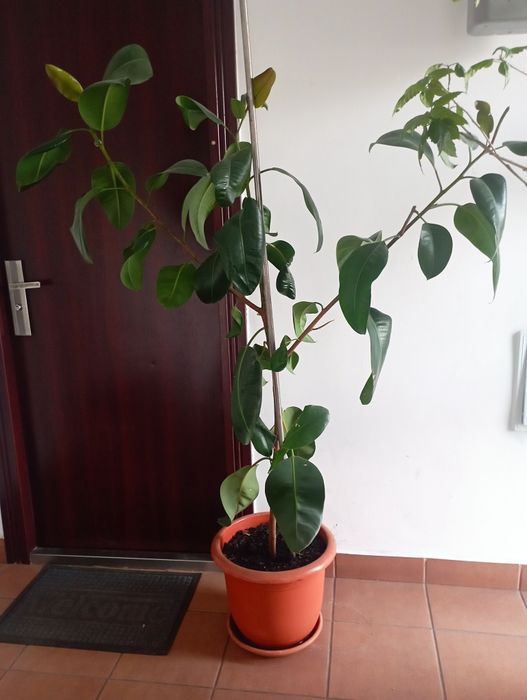Vând Ficus de cameră