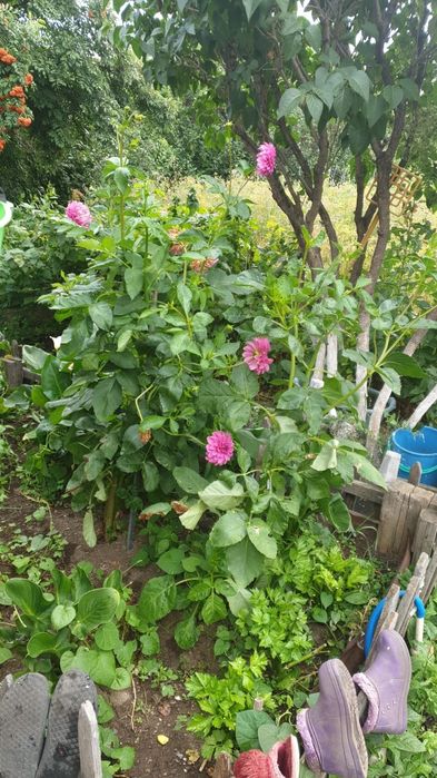 Продаю дачу Каучук.