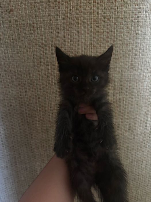 Котята ищут дом!!