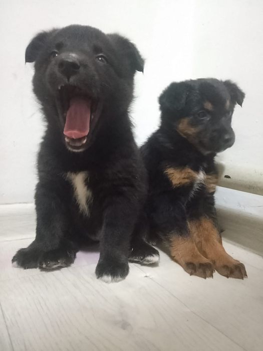 Щенки в хорошие руки