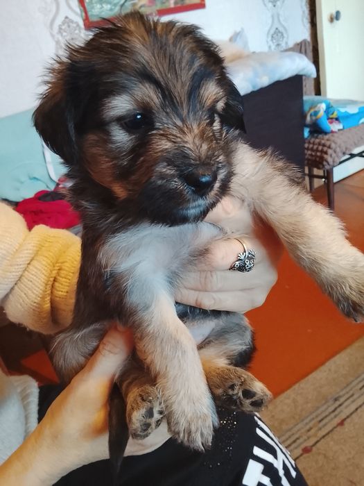 Щенки шустрые, пушистые