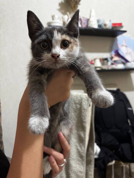 Отдам котенка в добрые руки
