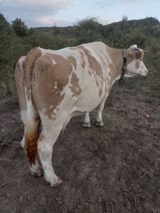 Vând vaca Baltata Romaneasca
