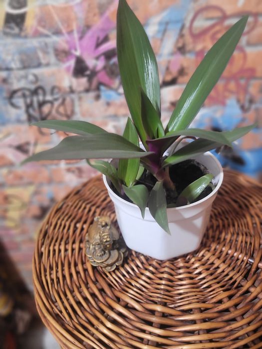 Продаю цветы для дома и офиса