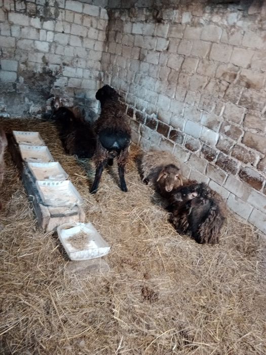 8 бас еркек токтылар сатылады.