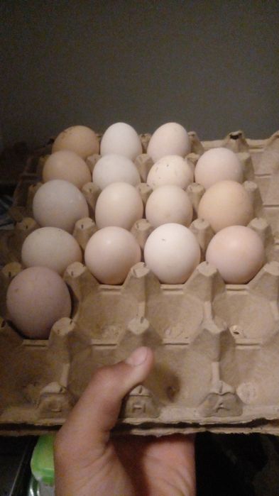 Qora shağzoda tuxumlari sotiladi 10 ta tovuq 3 ta xõroz