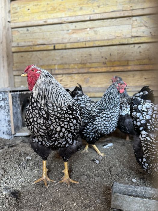 Инкубационные яйца кур породы Виандот серебритсый