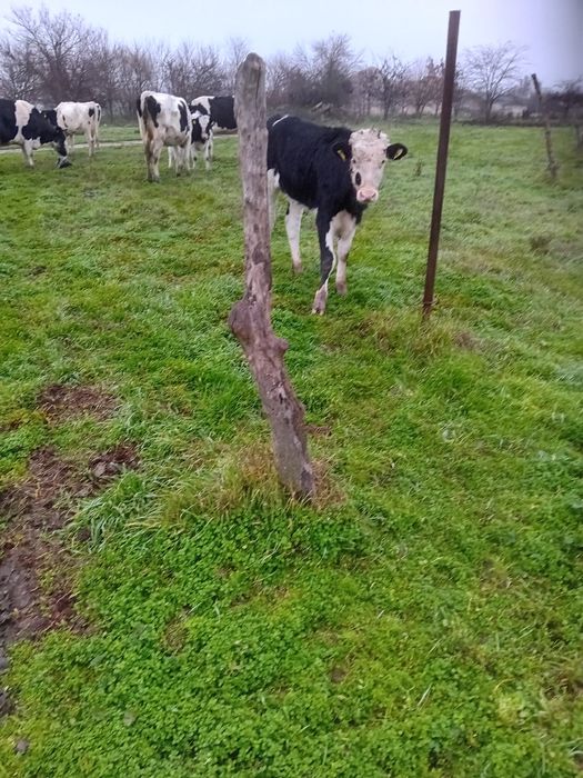 Vand 30 de vaci-junici si vaci de lapte,Holstein&Baltata Romaneasca