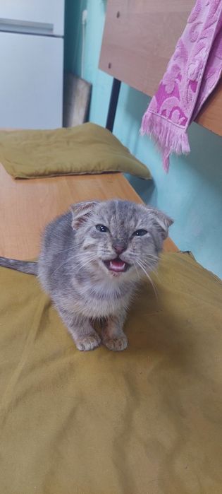 Котёнок девочка вислоухая