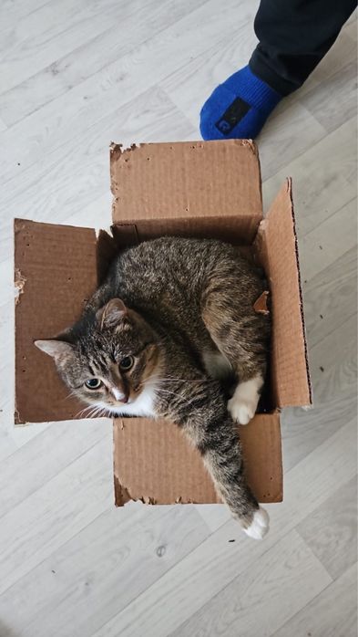 Отдам кошек котов котят