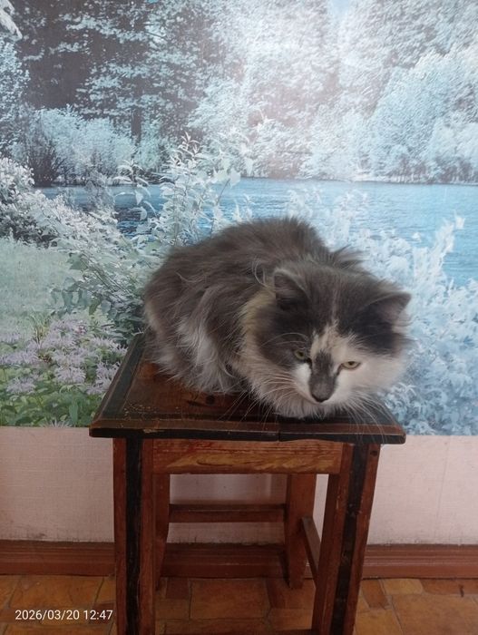 Кот ищет дом.                                       .