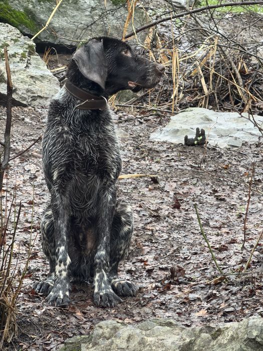 Курцхаар 1 жасар