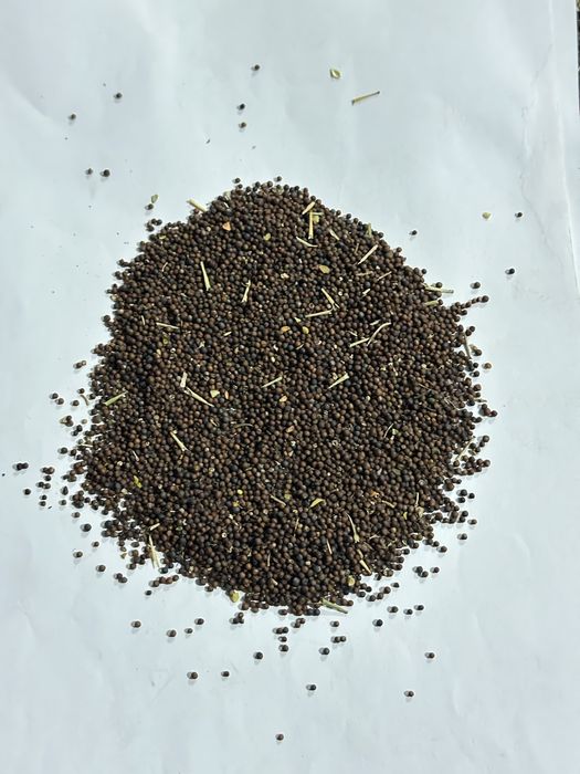 Рапс высокого качества