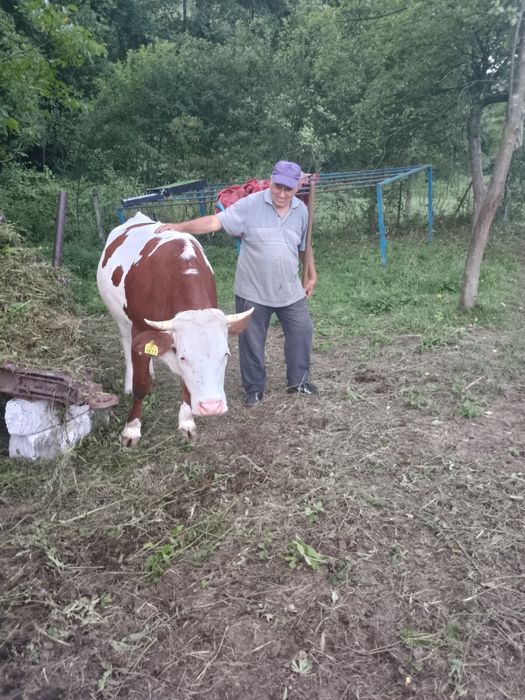 Vând vacă la prima fătare