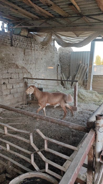 Qochqor sotiladi