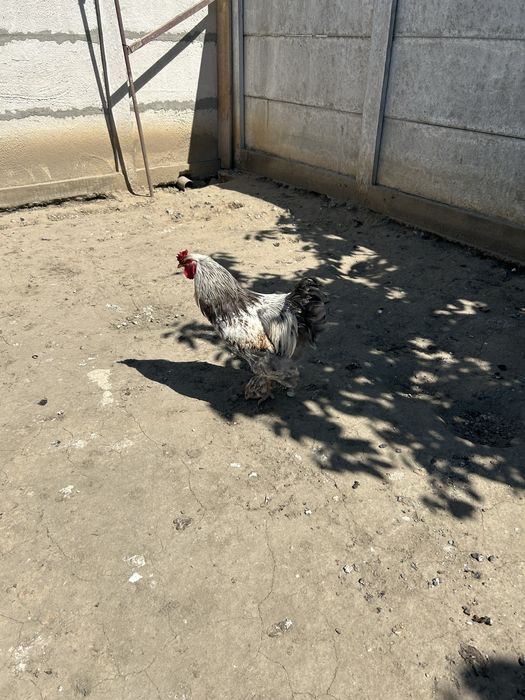 Vand cocosi de asta primavara