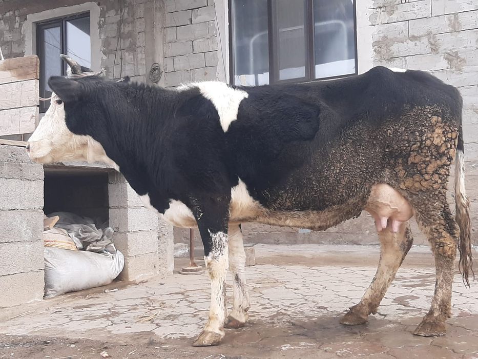 Дойльные коровы 900 000 тг