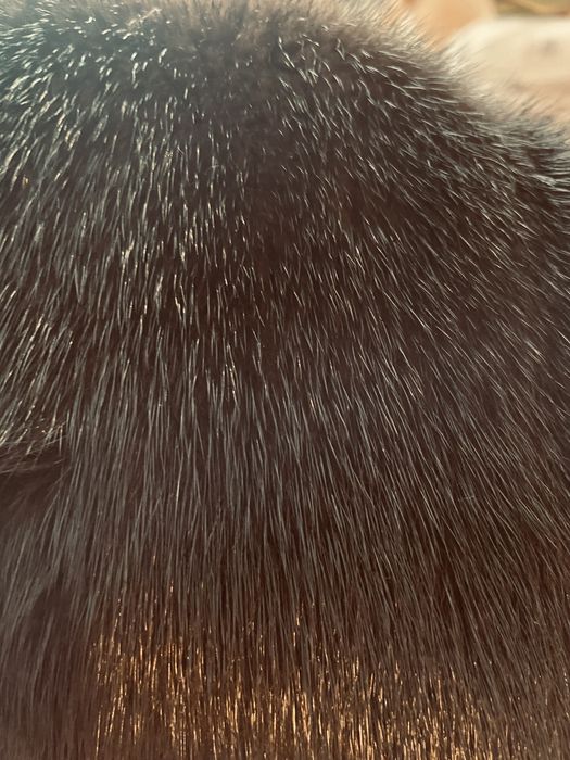 Норковая шуба