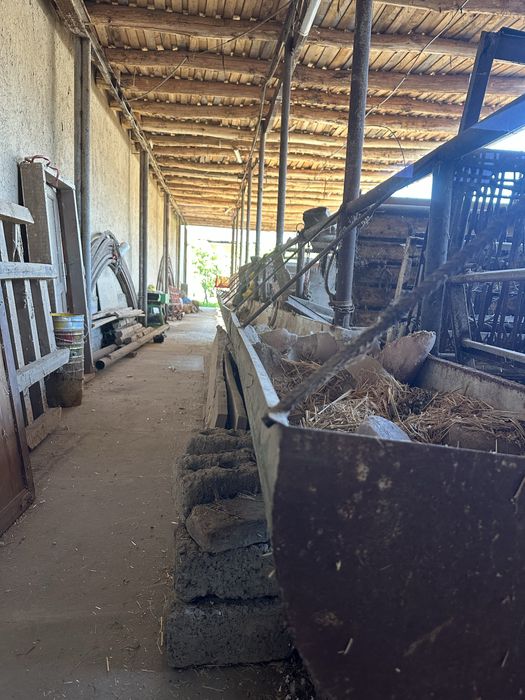 Mol boqish uchun Oxirlar Sotiladi