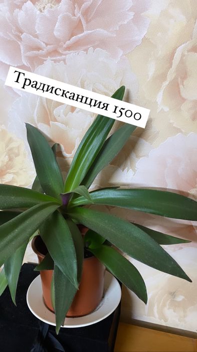 Продам комнатные цветы