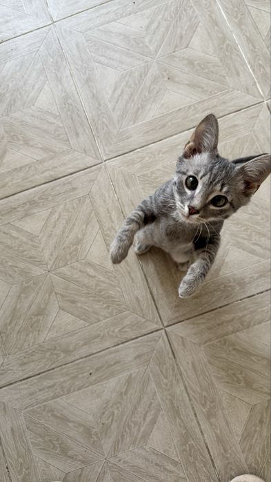 Отдам котенка в хорошие руки