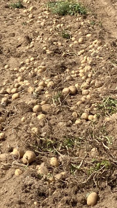 Картофи Сорая и Агрия