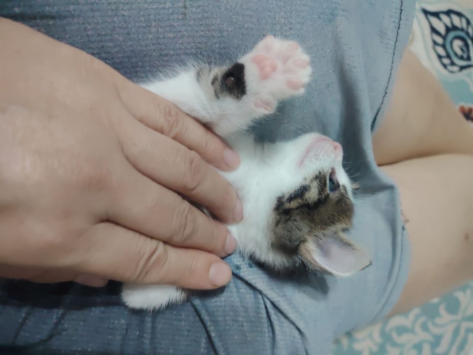 Отдам котят в добрые руки